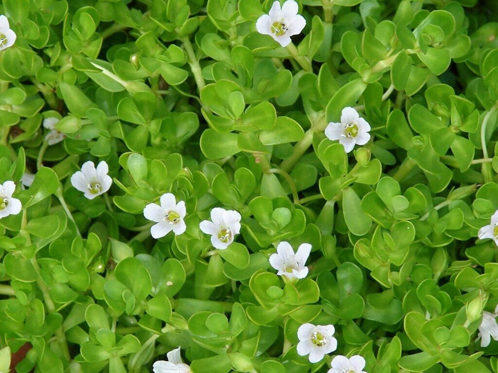 Ayurvedic Herb 2: Brahmi